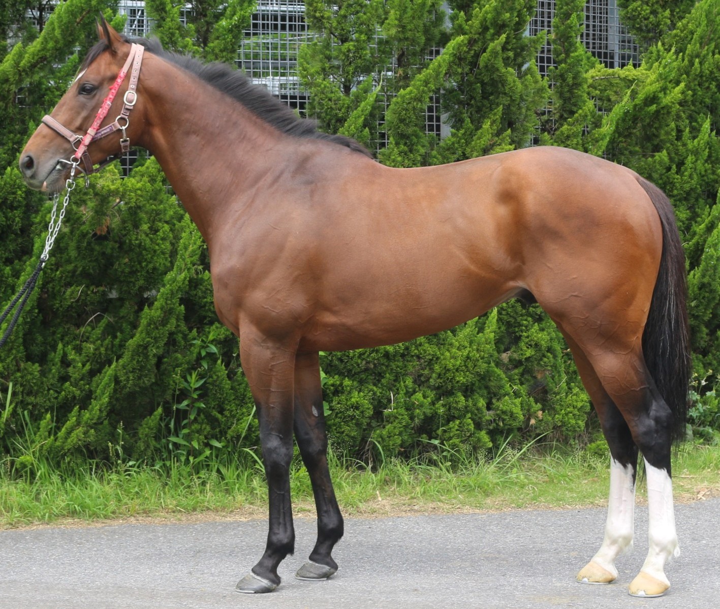 モンタルチーノ　　牡４歳　　※中央競馬　登録抹消_main1