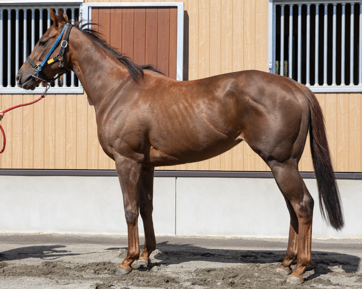 カスタネアローズ　　牝３歳　　※地方競馬　在籍_main1