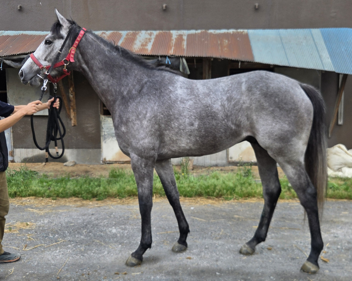ホワイトジェイド　　牡３歳　　※地方競馬　在籍_main1
