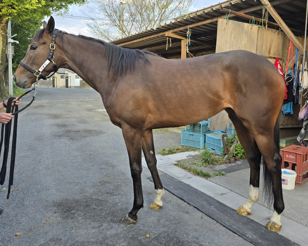 イオリ　　牝４歳　　※地方競馬　在籍_main1