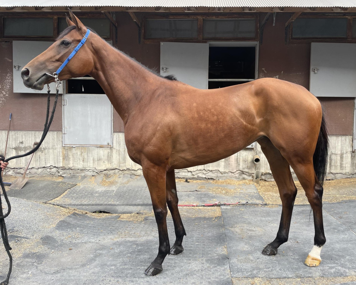 サヤヒメ　　牝４歳　　※地方競馬　在籍_main1