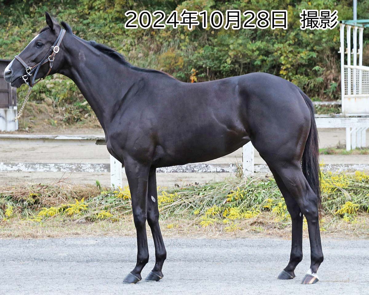 モリオン　　牝４歳　　※地方競馬　在籍_main1