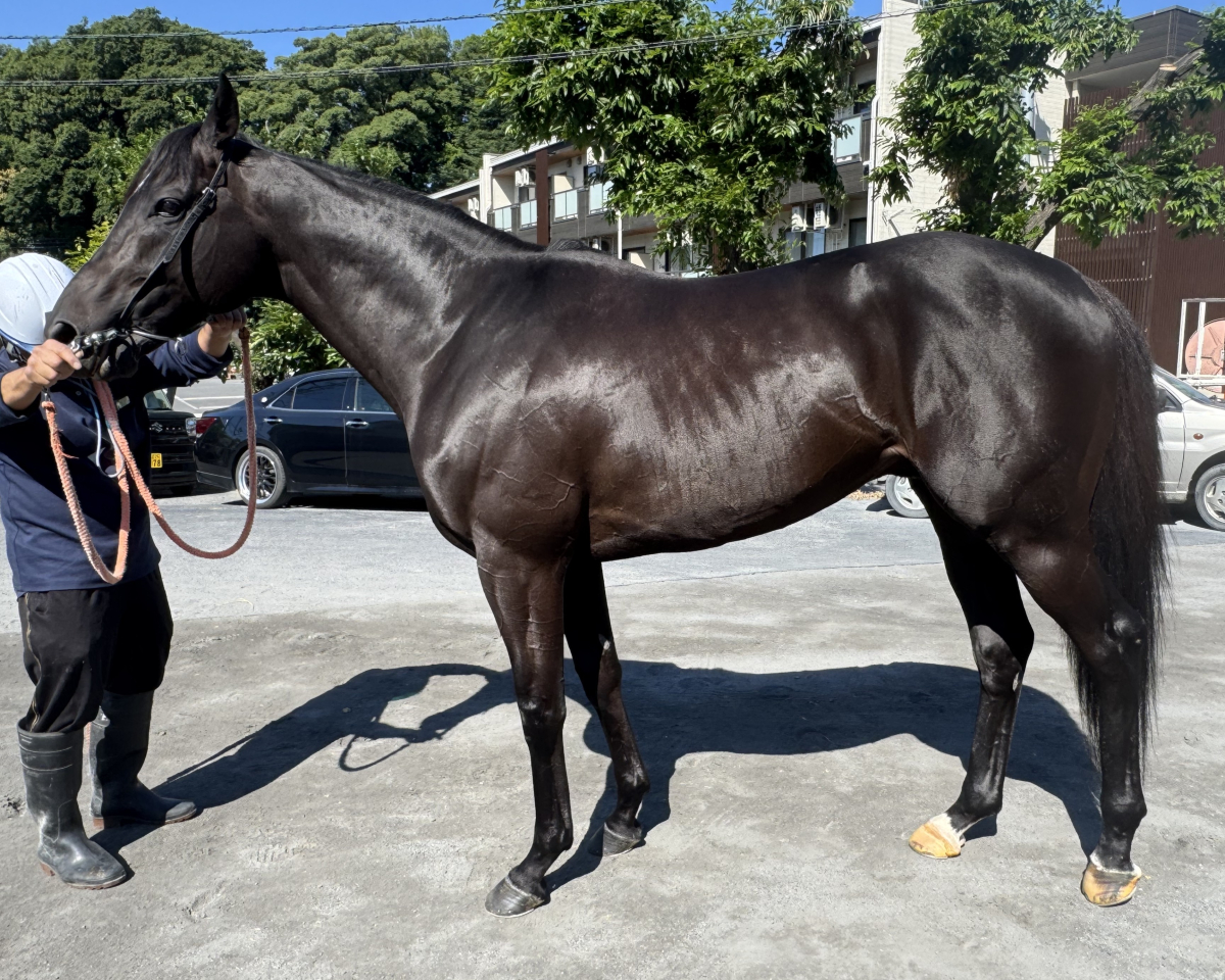 ダイヤモンドビーチ　　牡６歳　　※地方競馬　在籍_main1
