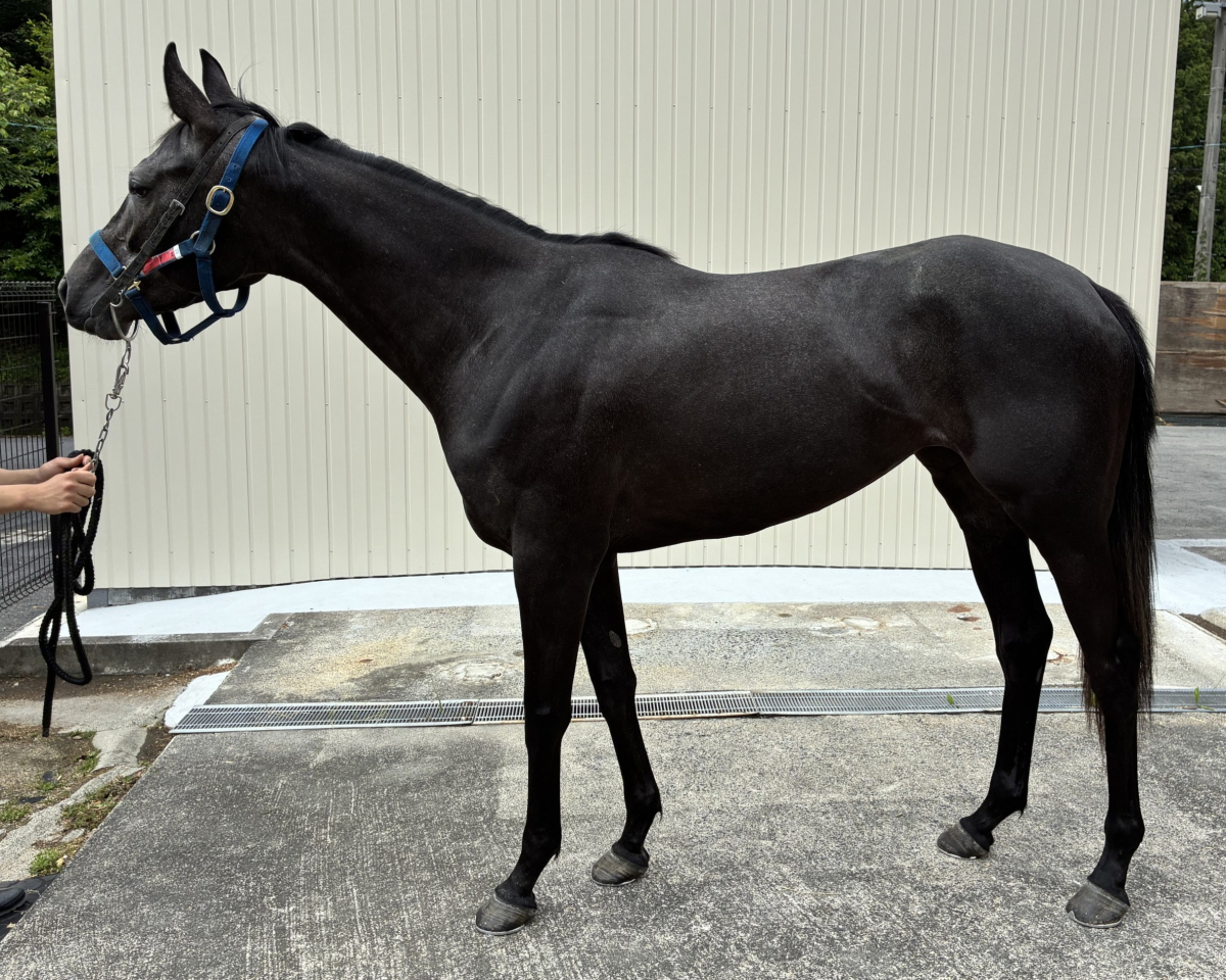 ビーチェ 牝3歳 ※中央競馬 登録抹消 | サラブレッドオークション