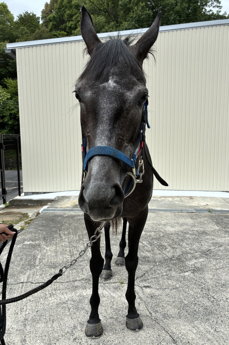 ビーチェ 牝3歳 ※中央競馬 登録抹消 | サラブレッドオークション