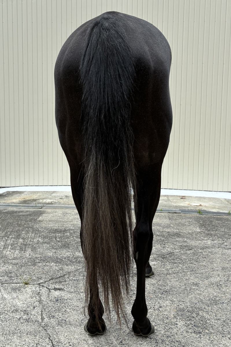 ビーチェ 牝3歳 ※中央競馬 登録抹消 | サラブレッドオークション