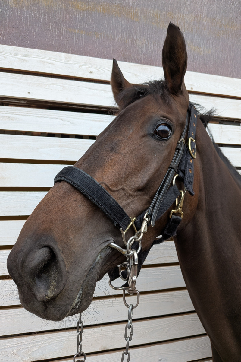ファンシーシェイプ 牝3歳 ※中央競馬 登録抹消 | サラブレッド