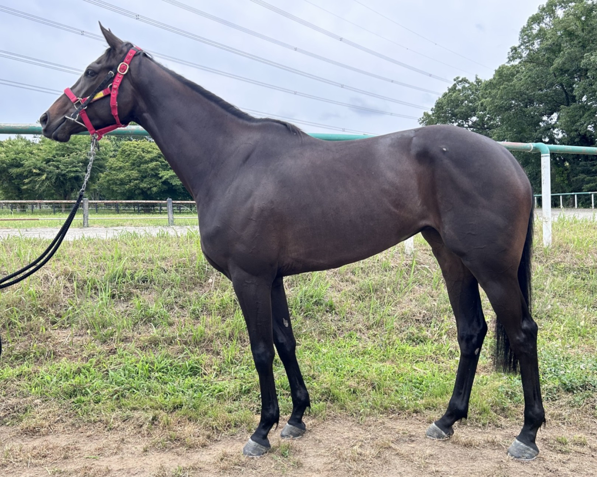 シンクシビリティ 牝3歳 ※中央競馬 登録抹消 | サラブレッドオークション