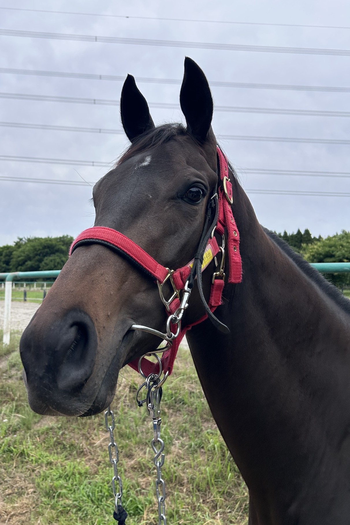 シンクシビリティ 牝3歳 ※中央競馬 登録抹消 | サラブレッドオークション
