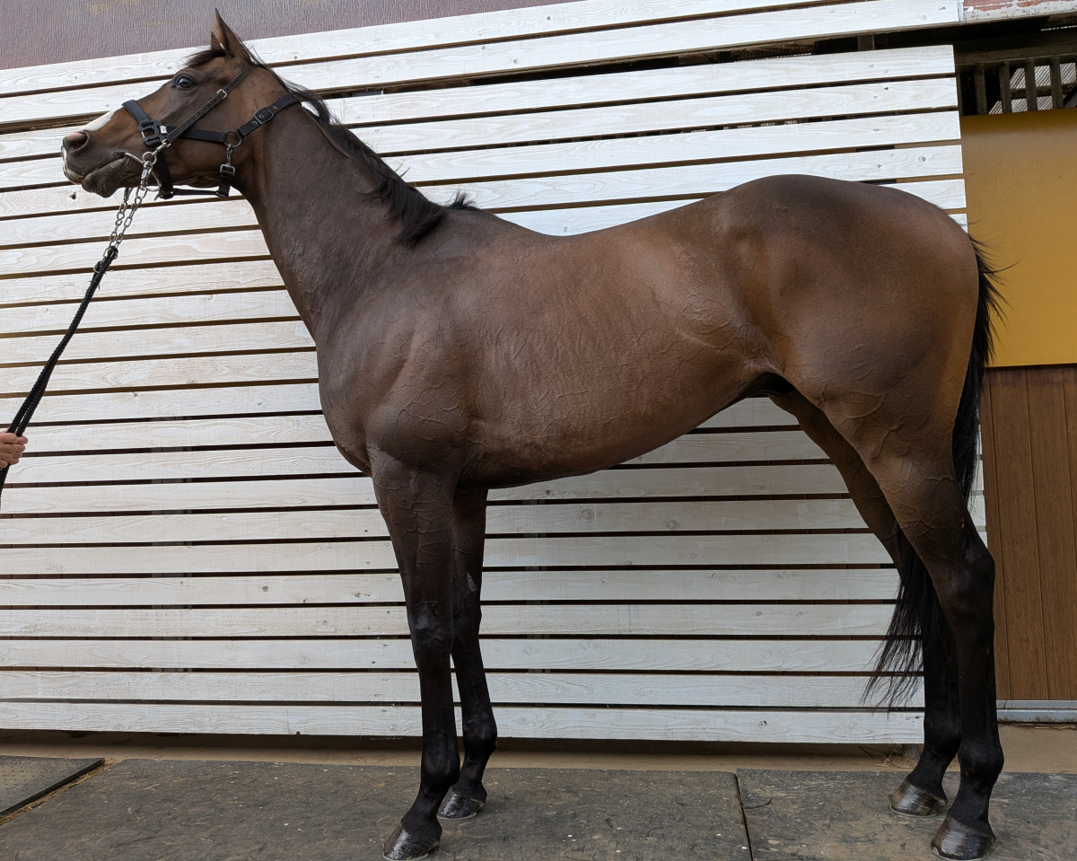 バスターコール セン5歳 ※中央競馬 登録抹消 | サラブレッドオークション