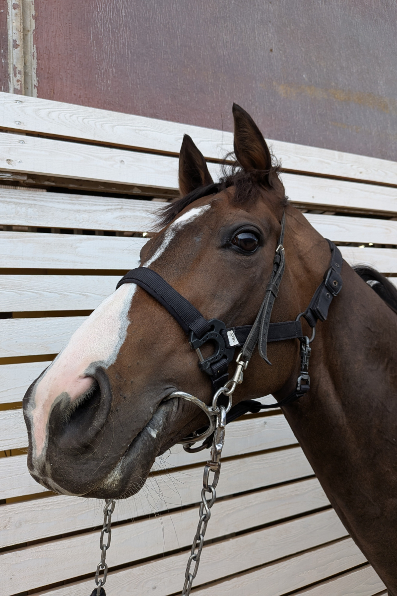 バスターコール セン5歳 ※中央競馬 登録抹消 | サラブレッドオークション