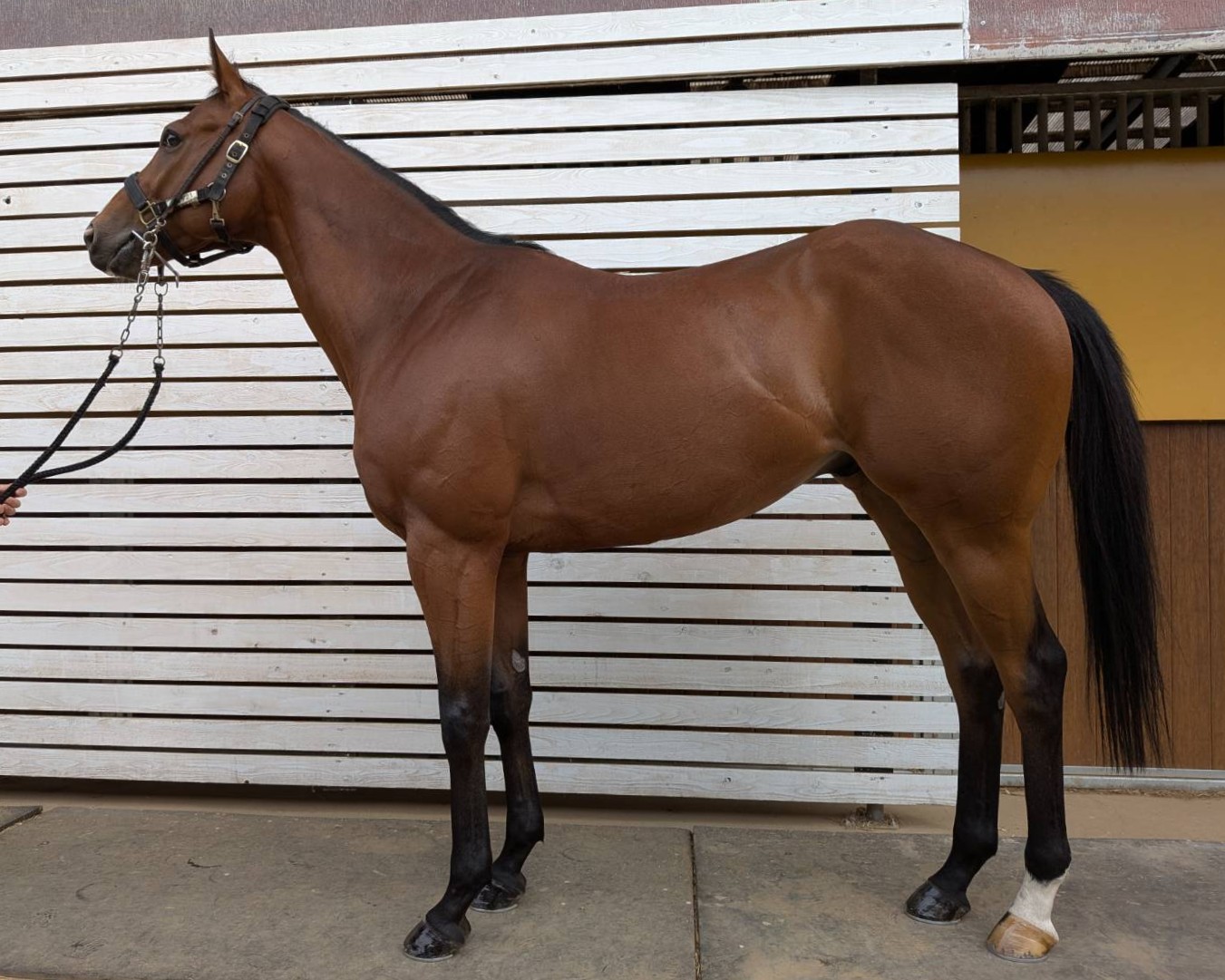 ヴェルトラウム セン5歳 ※中央競馬 登録抹消 | サラブレッドオークション