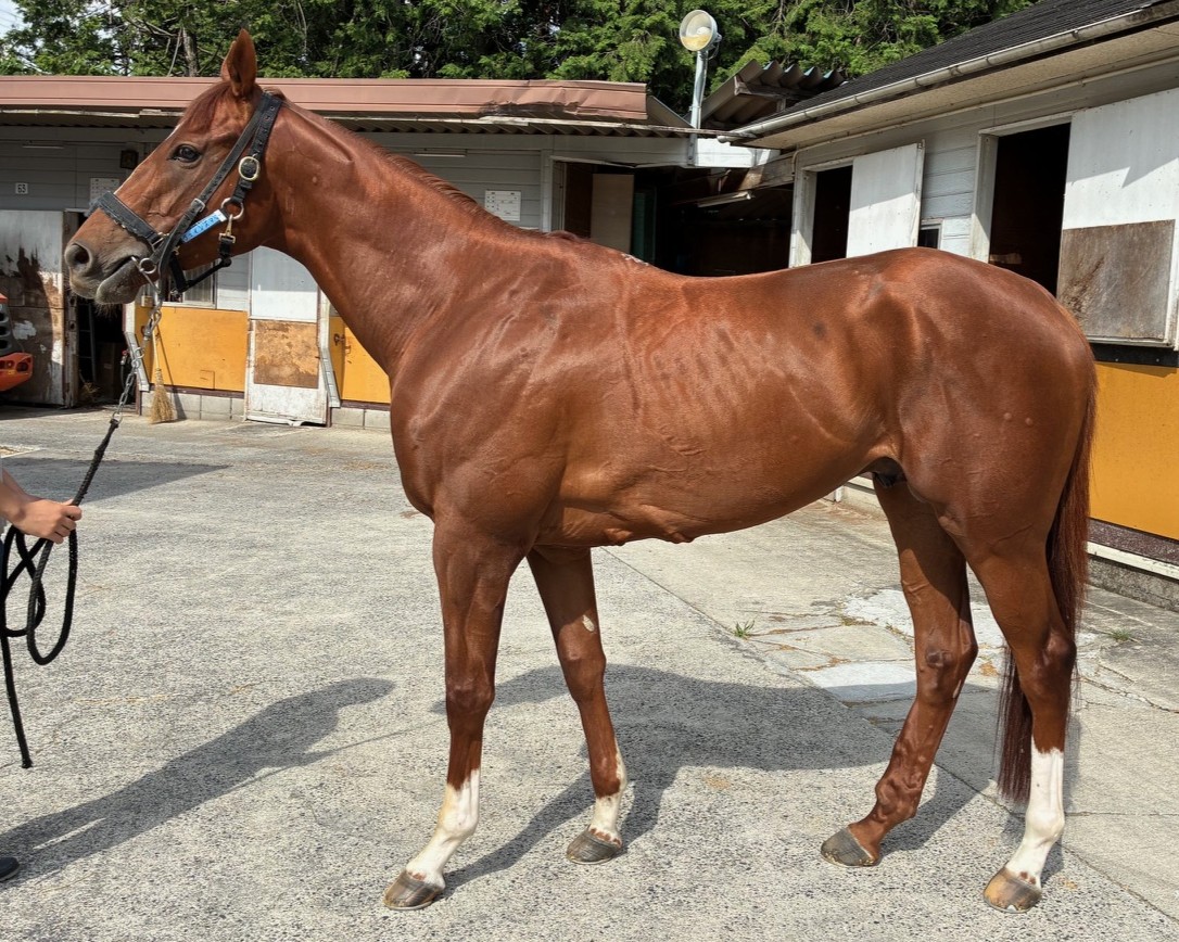 ヴェインズマン　　牡３歳　　※中央競馬　登録抹消_main1