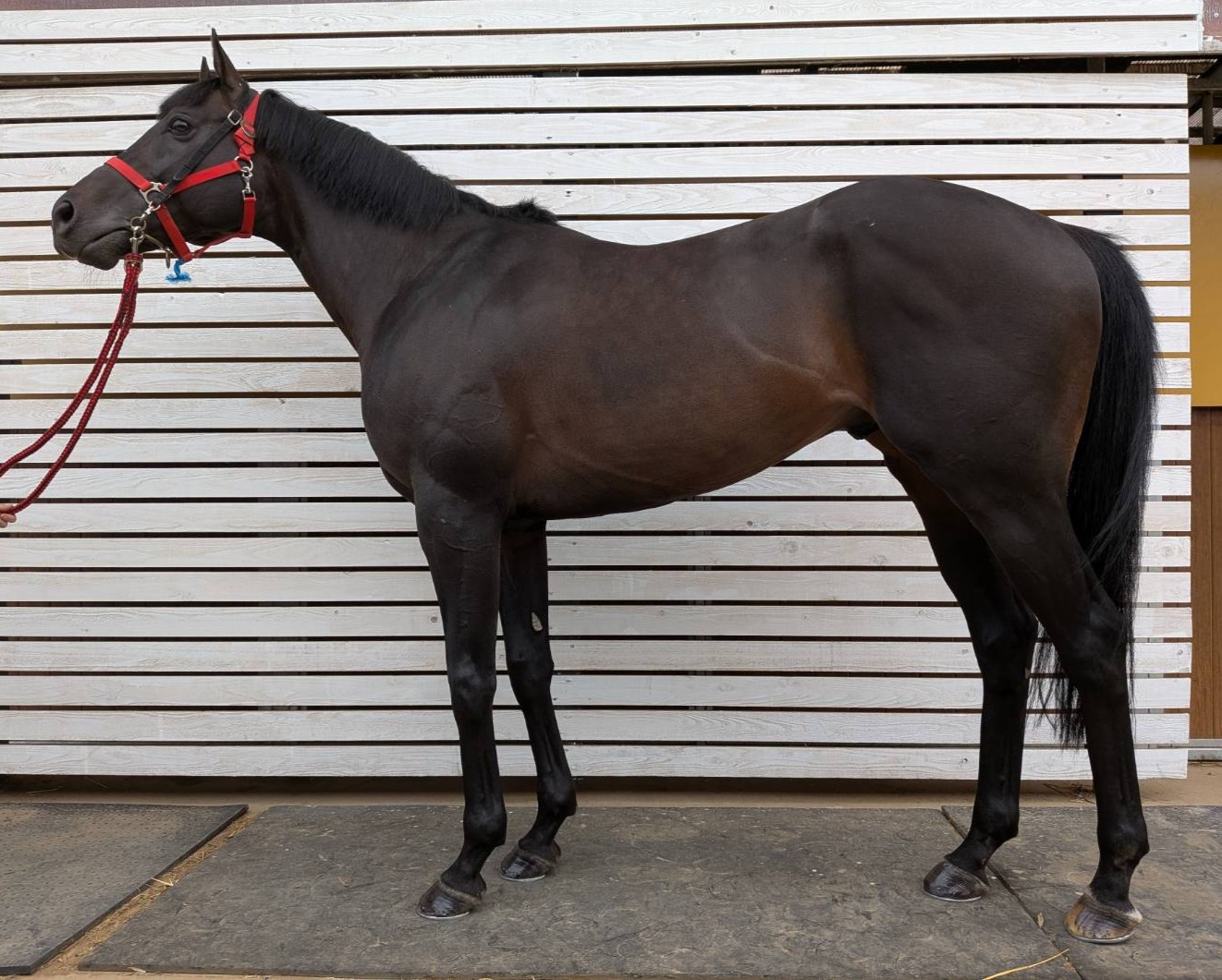ロジマンボ　　牡７歳　　※中央競馬　登録抹消_main1