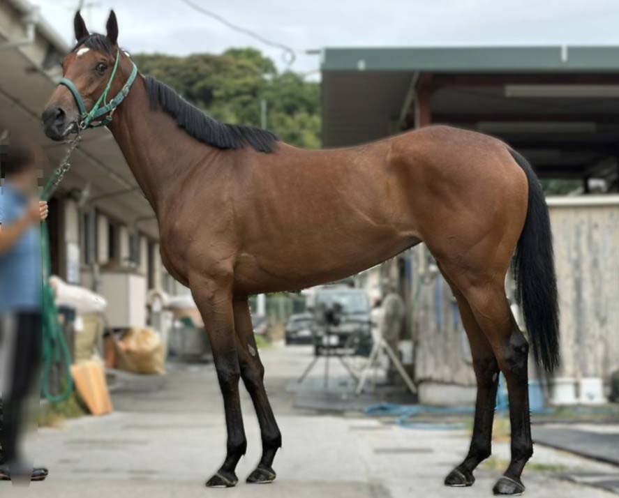 ミヤファイター　　牝４歳　　※地方競馬　在籍_main1