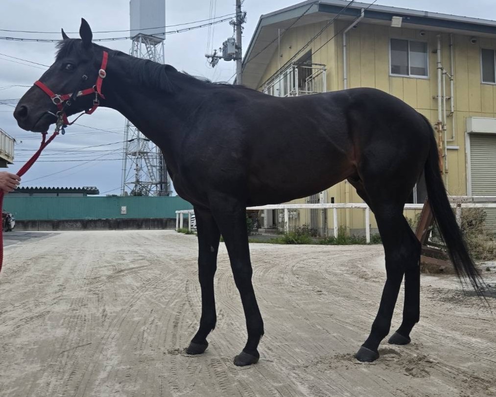 アースグレーザー　　牡４歳　　※地方競馬　在籍_main1
