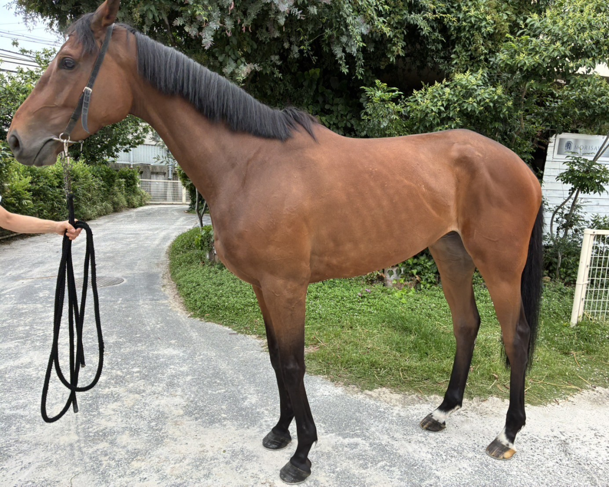 オールザレイジ　　牝４歳　　※地方競馬　在籍_main1