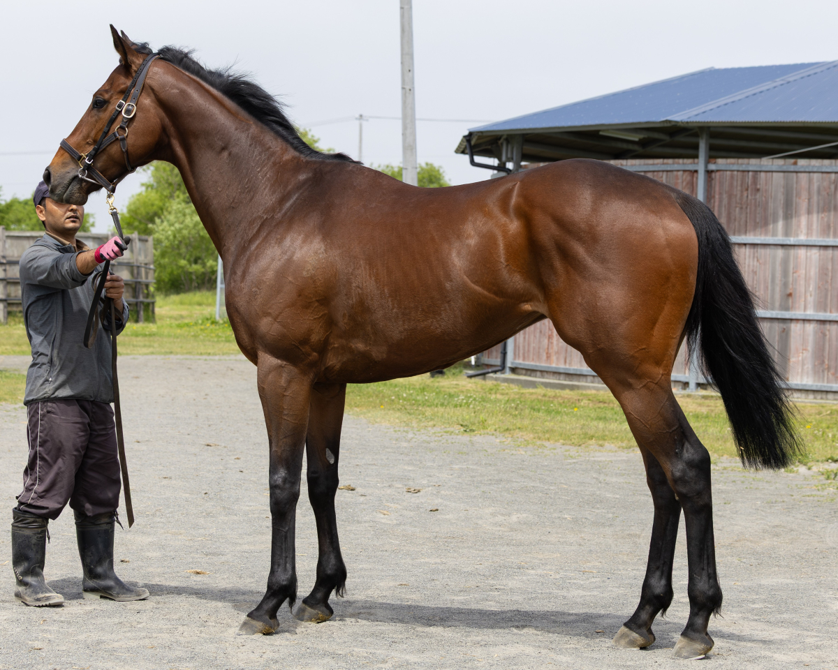 トップオブジェラス　　セン７歳　　※地方競馬　在籍_main1