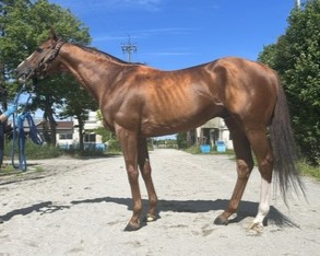 ヴェルテックス　　牡９歳　　※地方競馬　在籍_main1