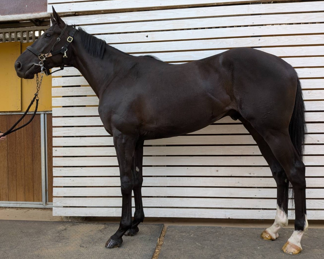 Prominent Sire Lines In America サラブレッド競馬 ウインファイネスト 牡3歳 ※中央競馬 登録抹消 | サラブレッド