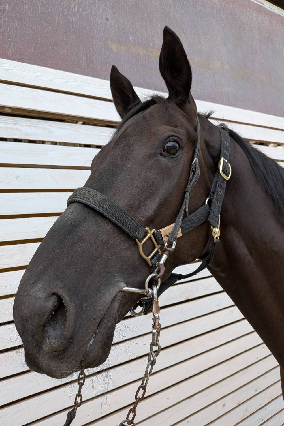 ウインファイネスト 牡3歳 ※中央競馬 登録抹消 | サラブレッド