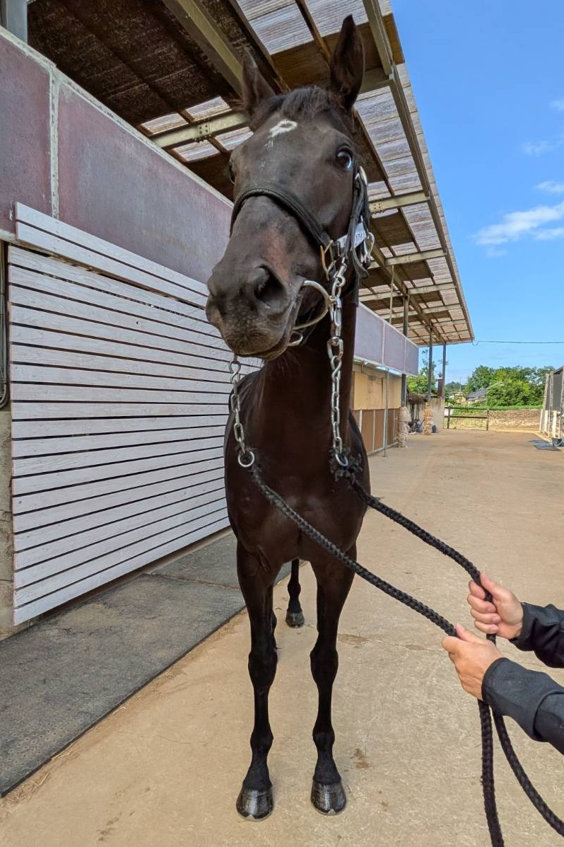 グランフォワイエ 牡3歳 ※中央競馬 登録抹消 | サラブレッドオークション