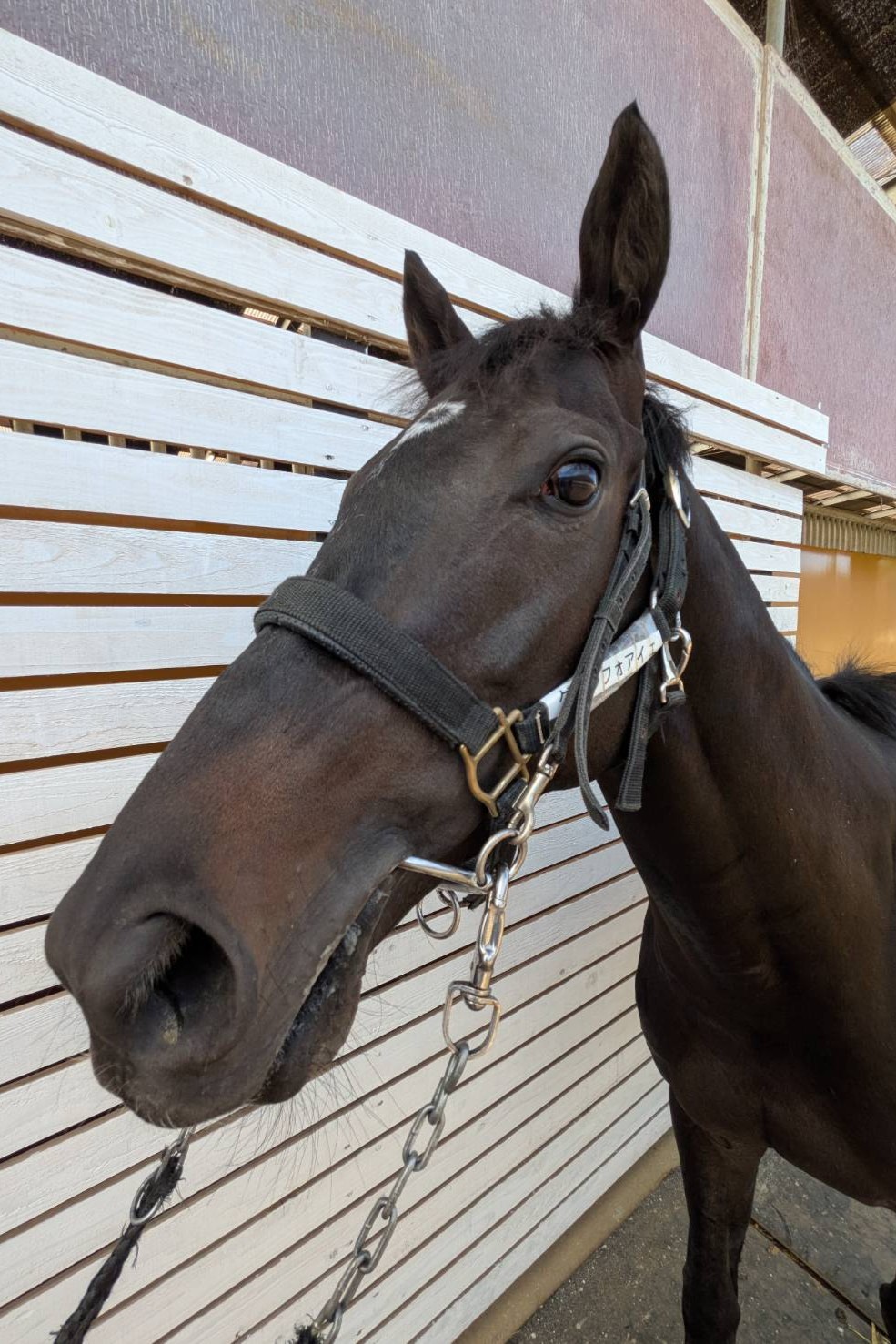 グランフォワイエ 牡3歳 ※中央競馬 登録抹消 | サラブレッドオークション