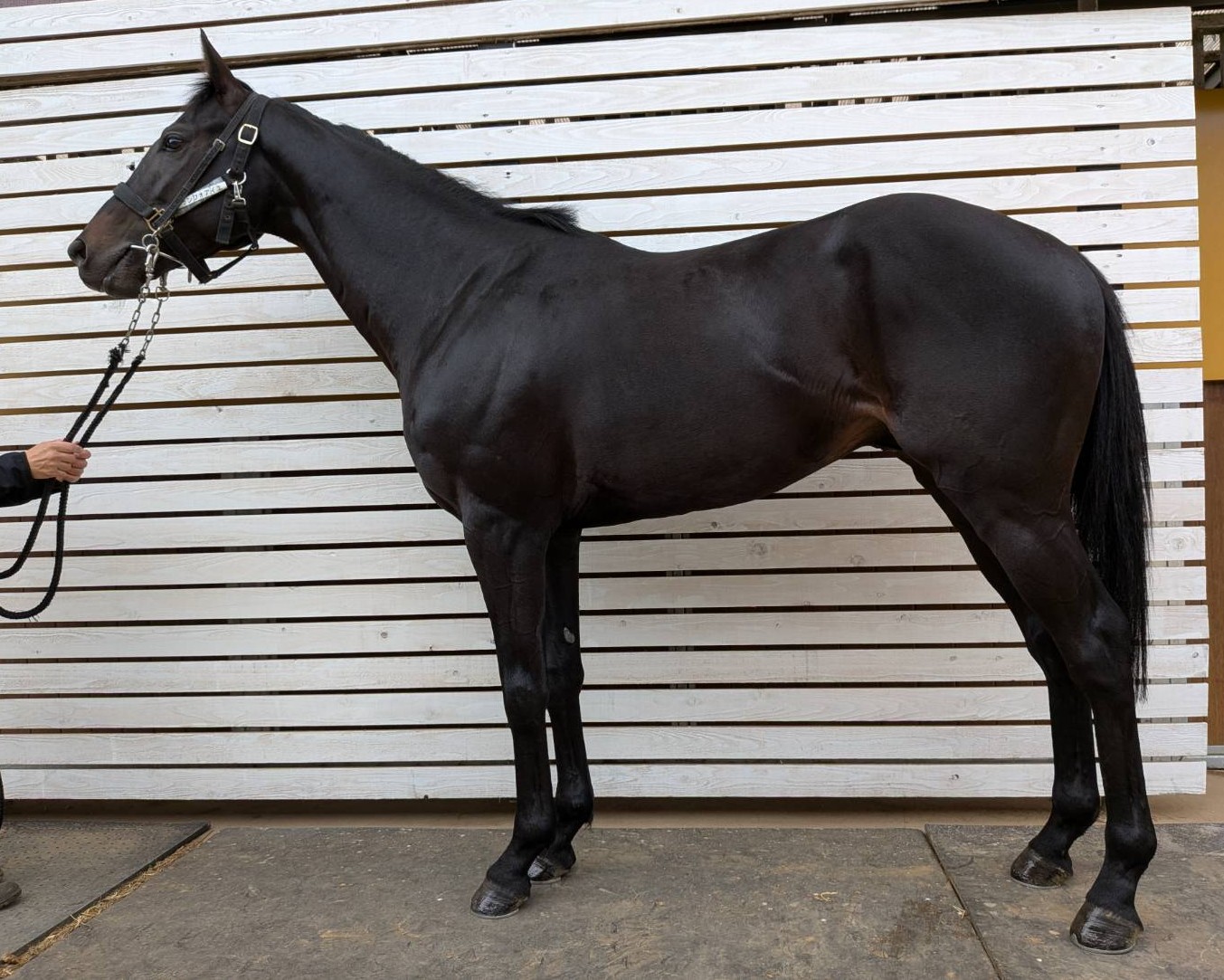 グランフォワイエ 牡3歳 ※中央競馬 登録抹消 | サラブレッドオークション
