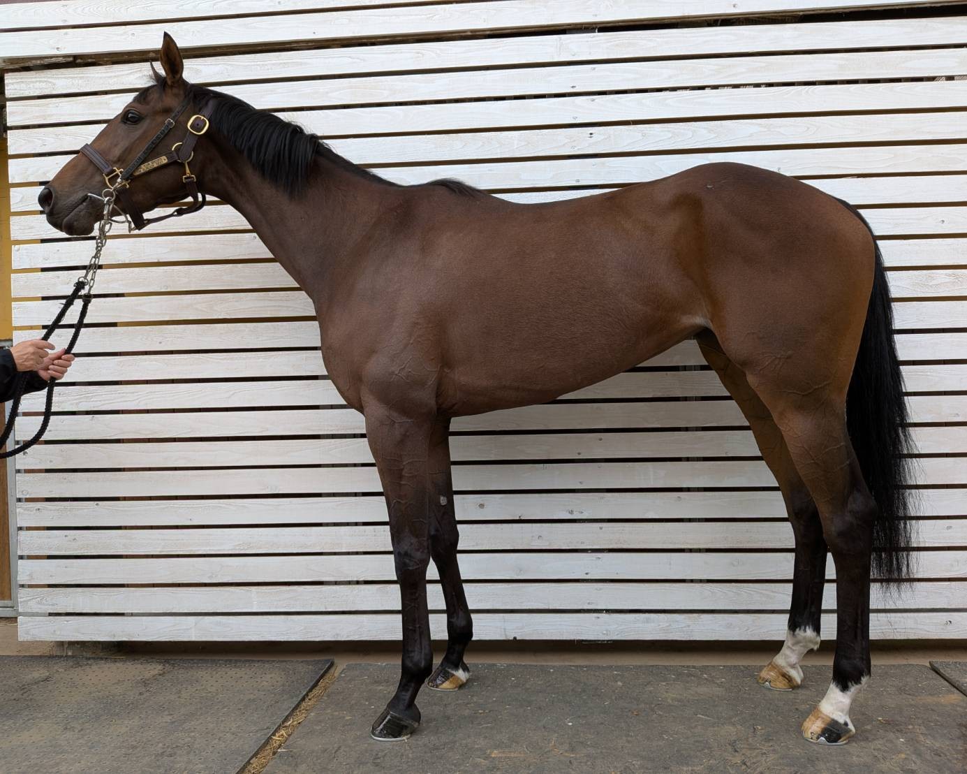 クラックアスマイル 牝3歳 ※中央競馬 登録抹消 | サラブレッド