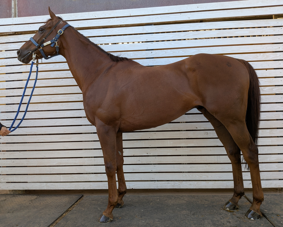 エクストラノート セン9歳 ※中央競馬 登録抹消 | サラブレッド