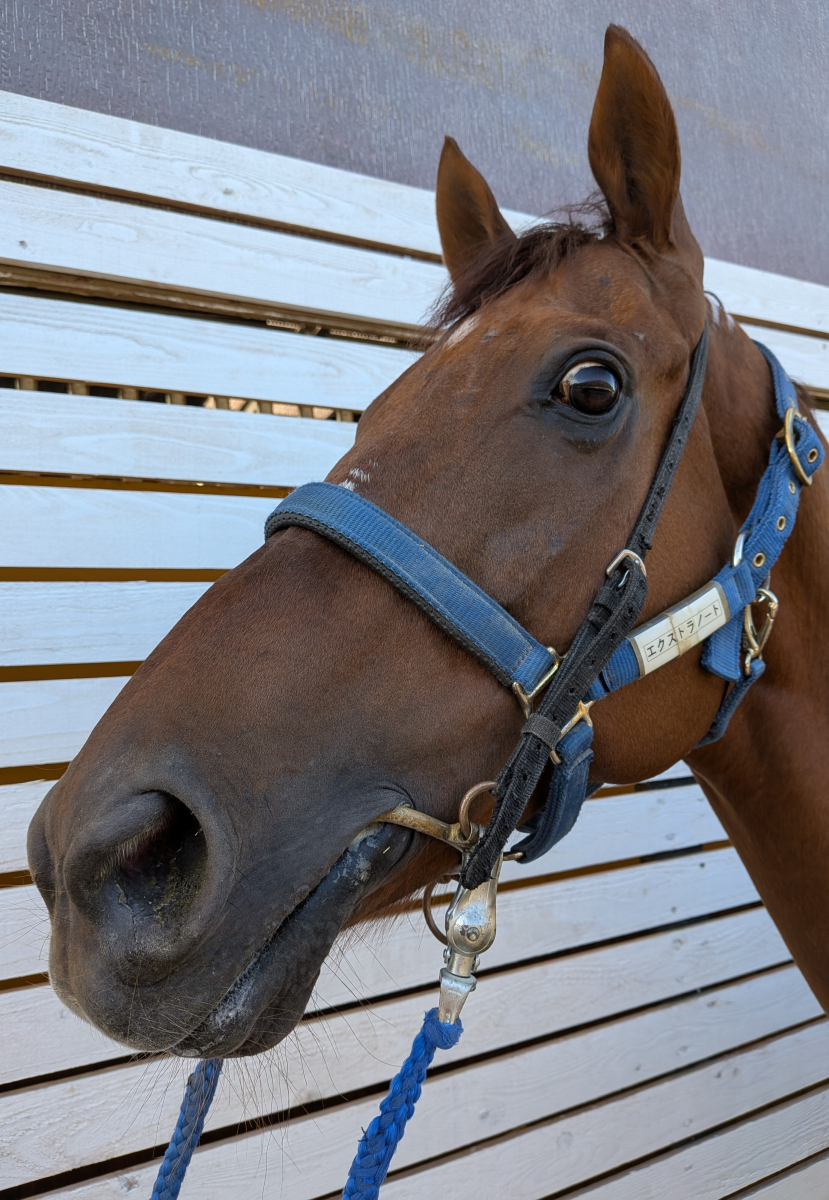 エクストラノート セン9歳 ※中央競馬 登録抹消 | サラブレッド
