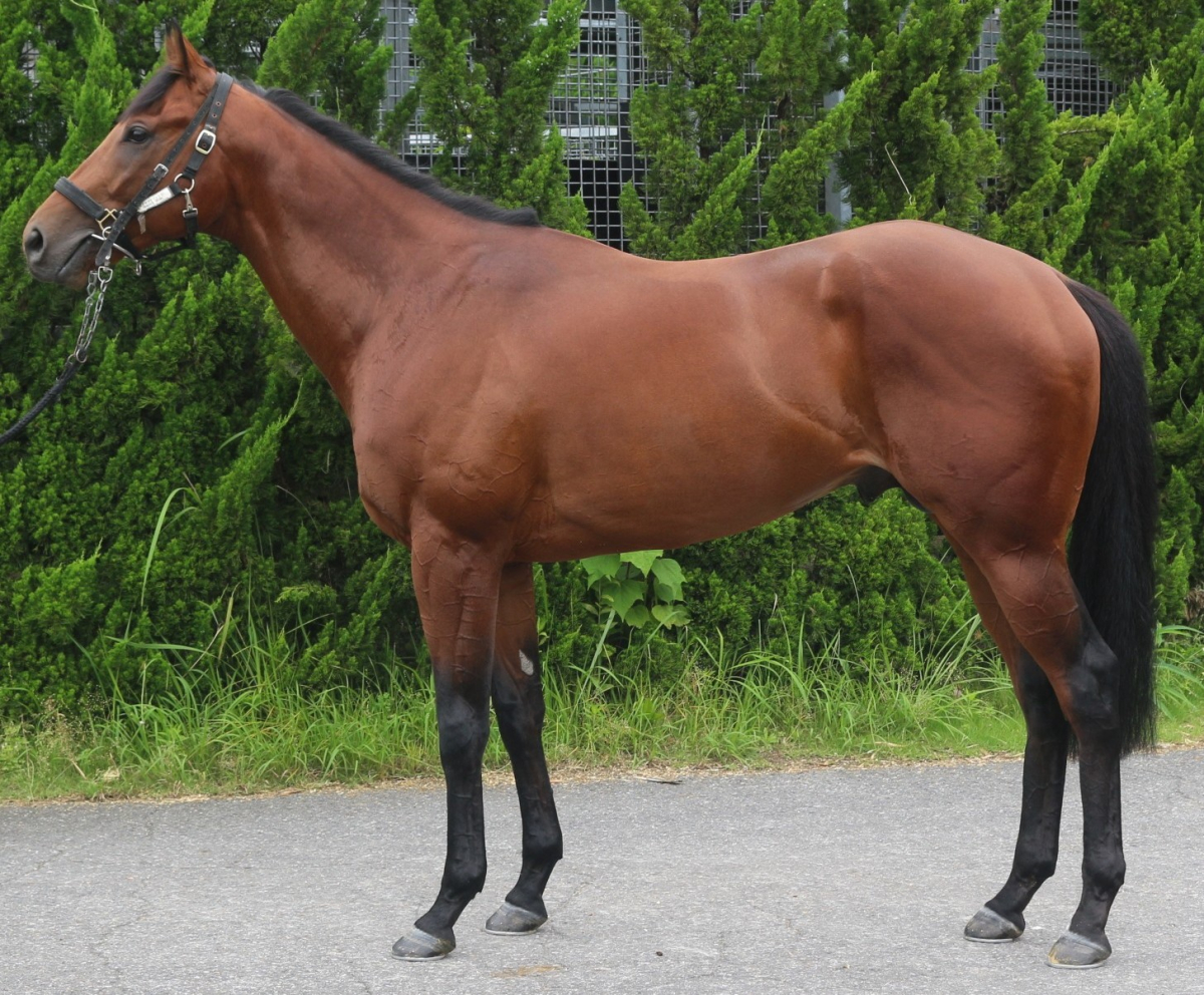 アウトリュコス　　牡３歳　　※中央競馬　登録抹消_main1