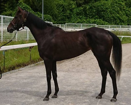 アウラニ　　牝３歳　　※中央競馬　登録抹消_main1