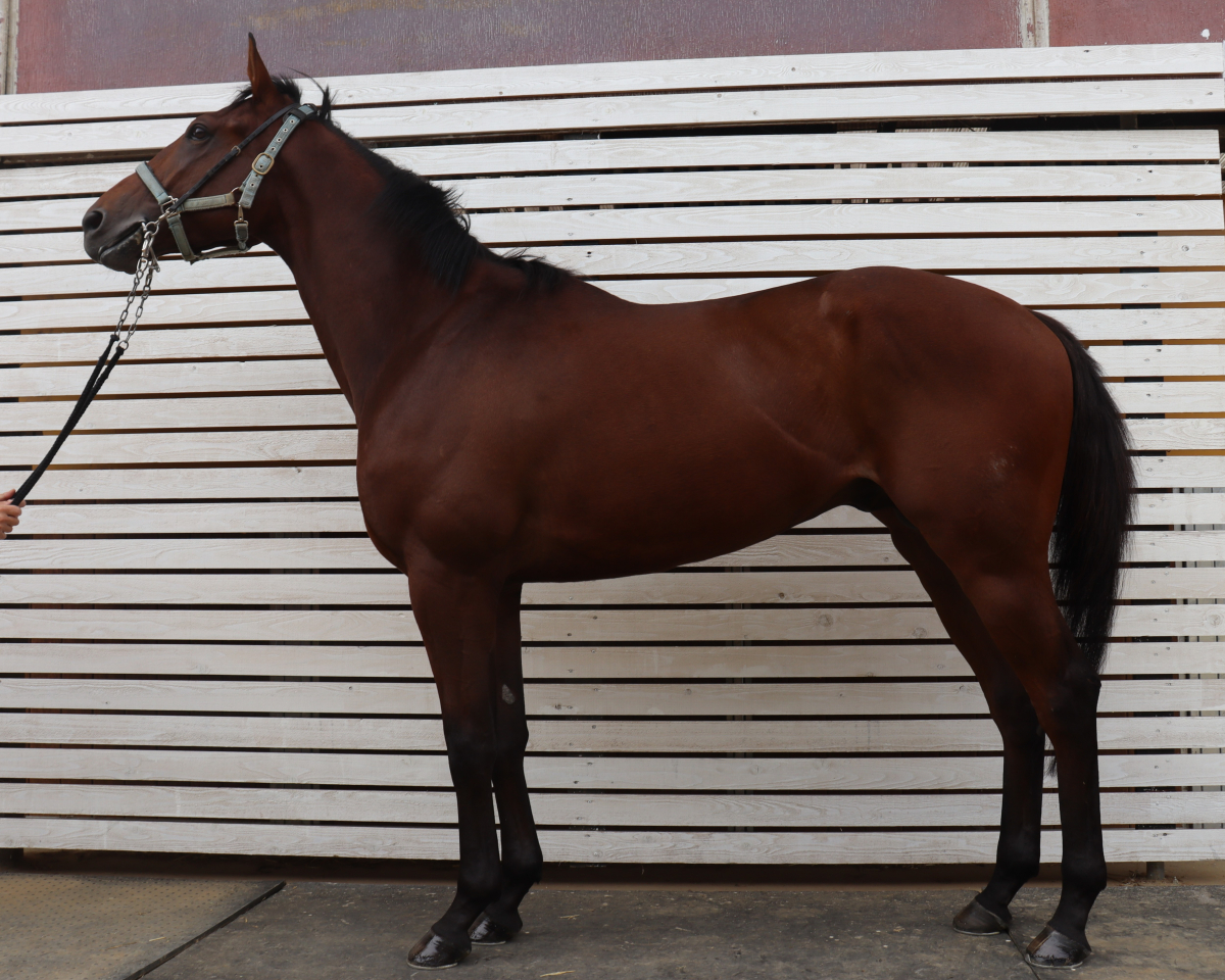 ウインエンブレム　　牡３歳　　※中央競馬　登録抹消_main1