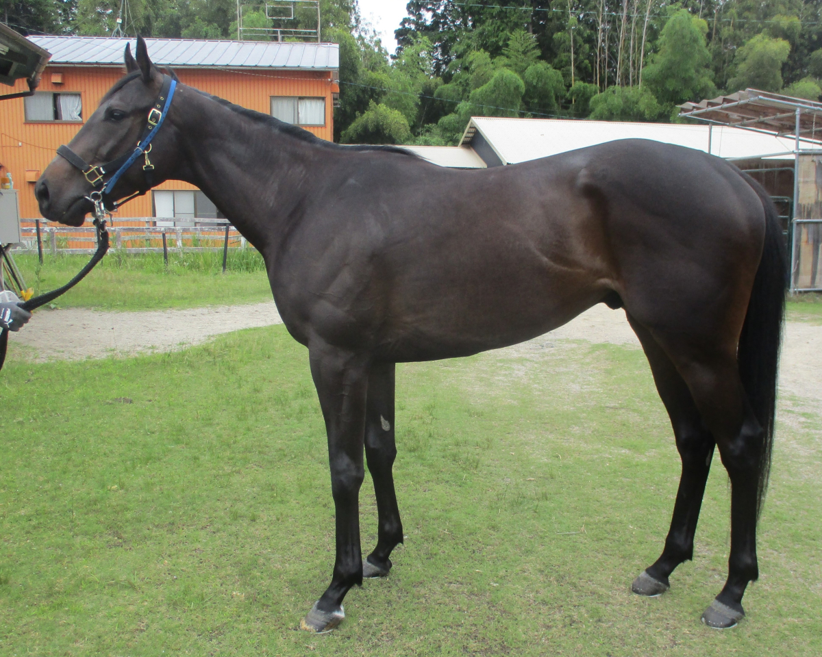 エクスプロウド　　セン３歳　　※中央競馬　登録抹消_main1
