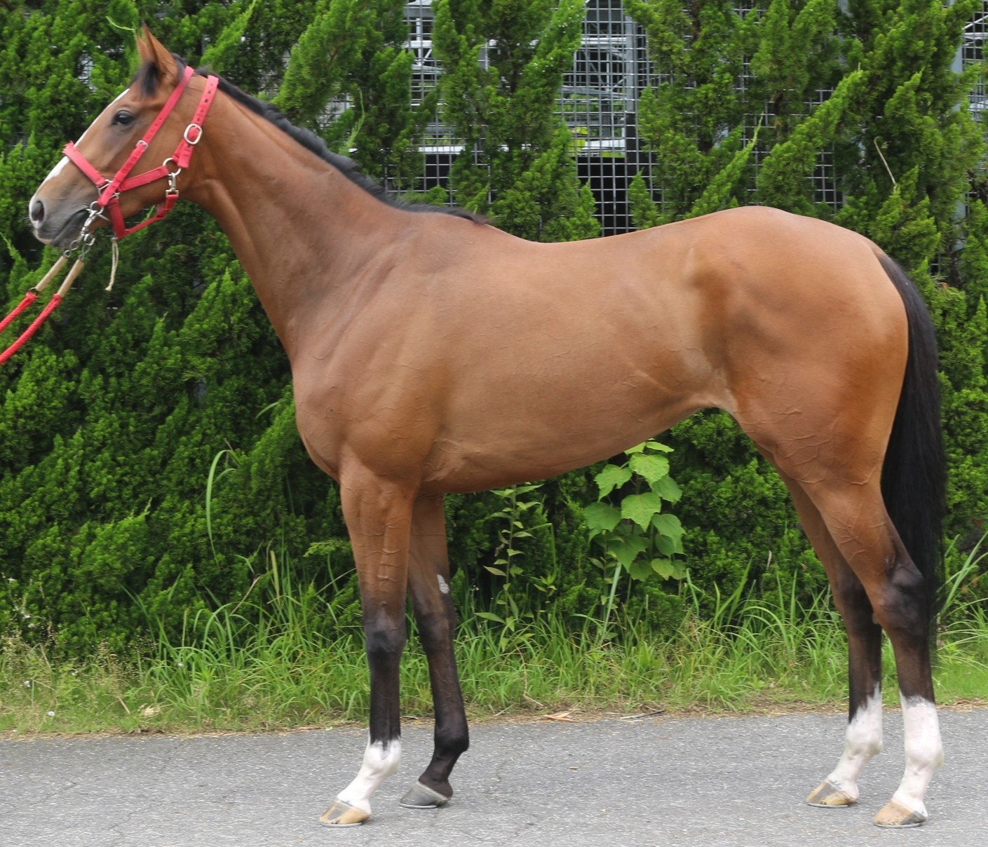 ジェルソミーノ　　牝３歳　　※中央競馬　登録抹消_main1
