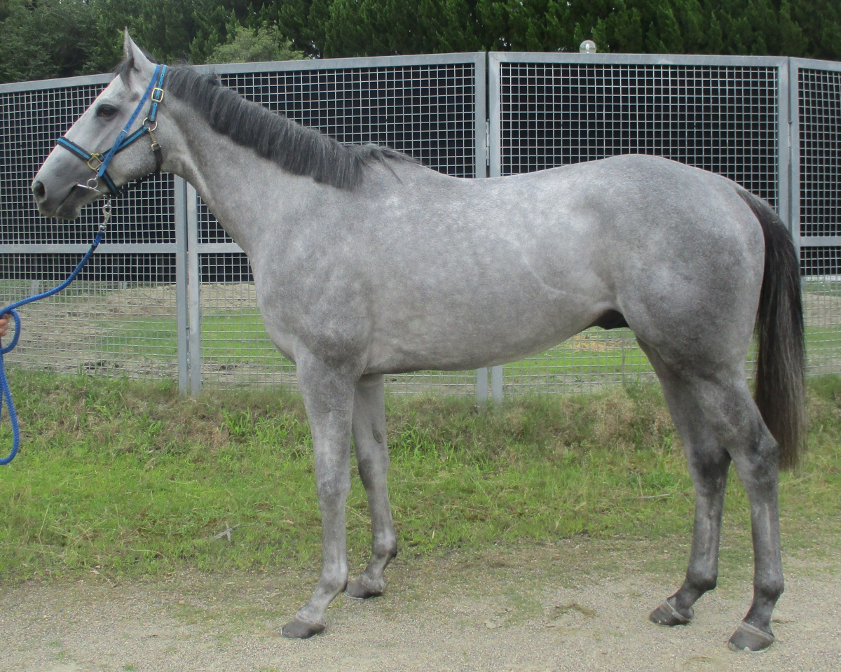 ジュンクロノシップ　　牡３歳　　※中央競馬　登録抹消_main1