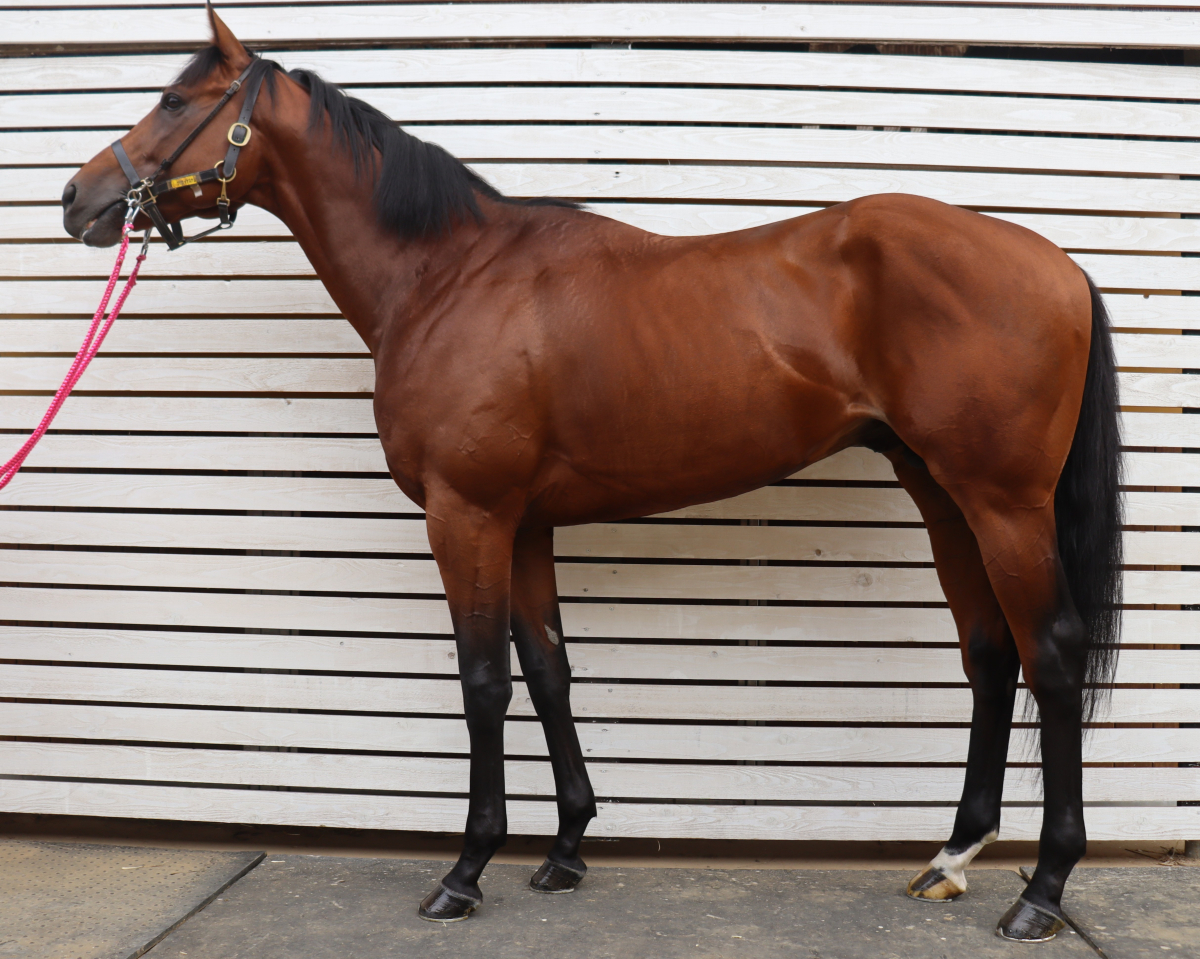ツウカイウォリアー　　牡３歳　　※中央競馬　登録抹消_main1