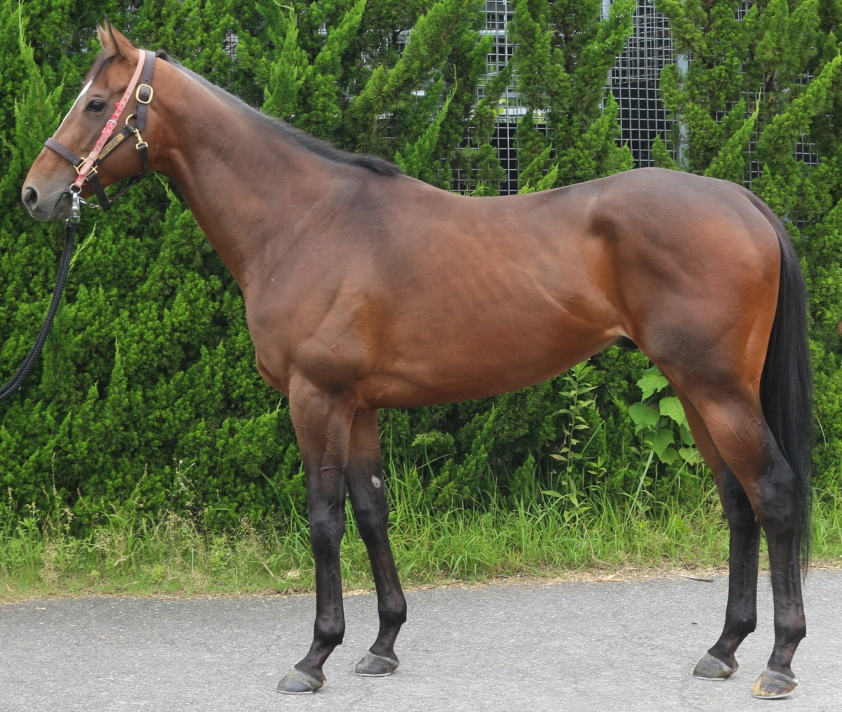 テーオーシーザー　　牡３歳　　※中央競馬　登録抹消_main1