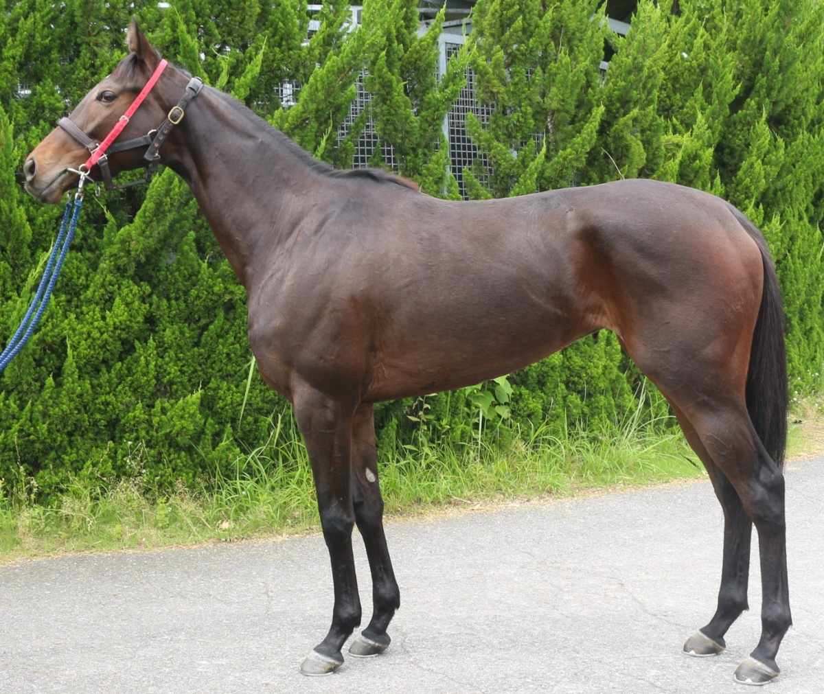 ミスティパープル　　牝３歳　　※中央競馬　登録抹消_main1
