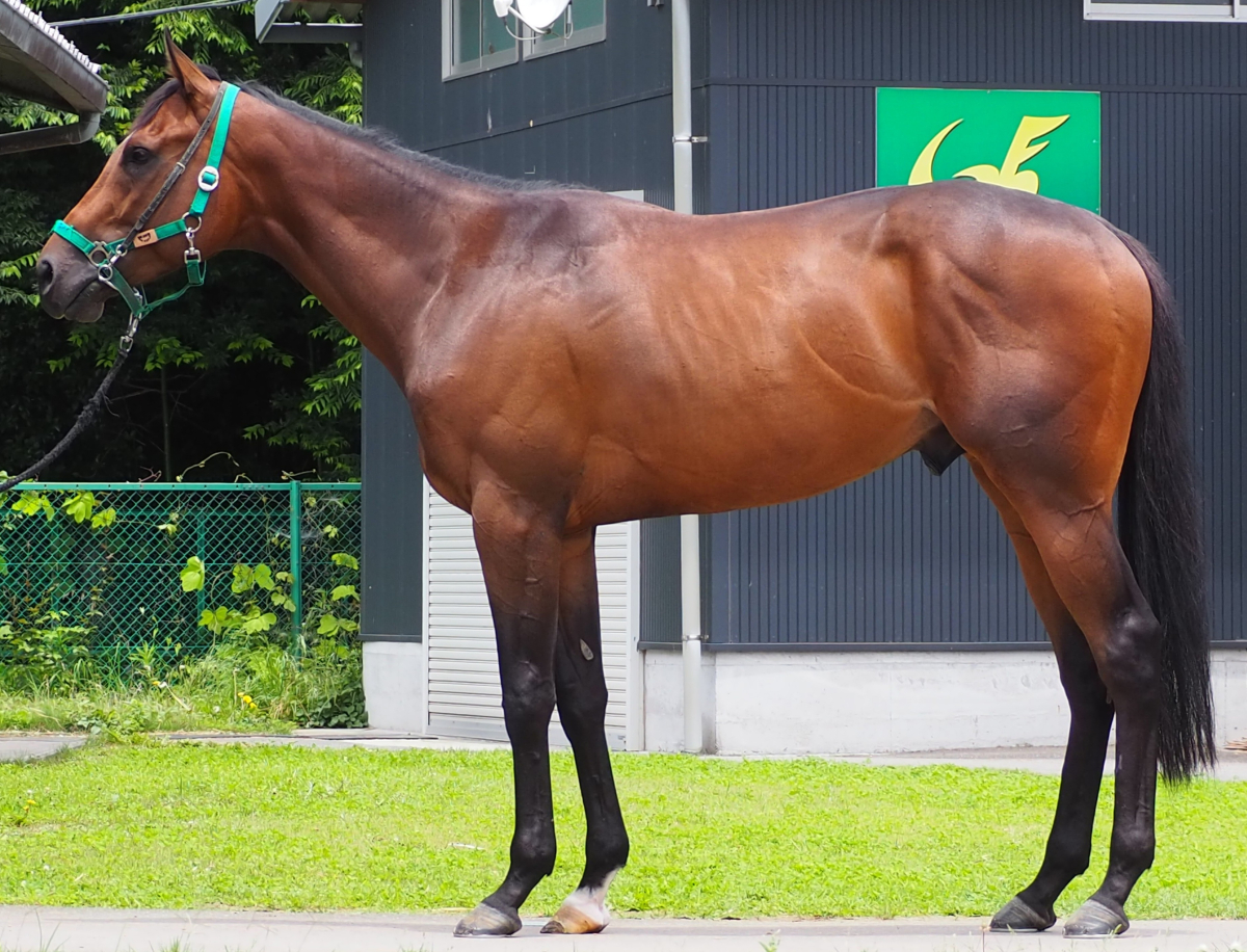 ワルキューレキング　　牡３歳　　※中央競馬　登録抹消_main1