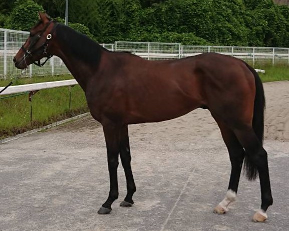 センリョウヤクシャ　　牡３歳　　※中央競馬　登録抹消_main1