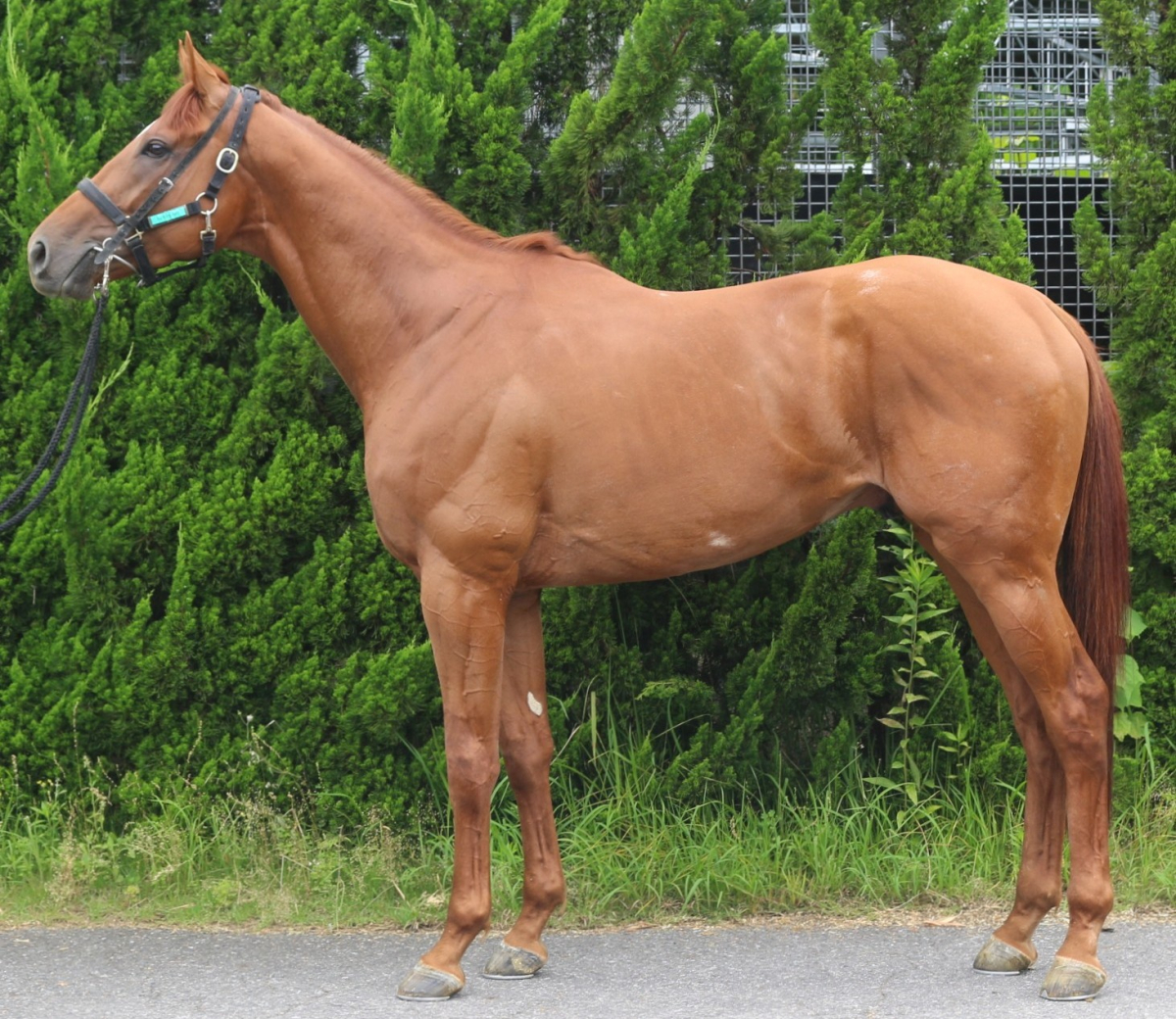 コンテナヒーロー　　牡３歳　　※中央競馬　登録抹消_main1