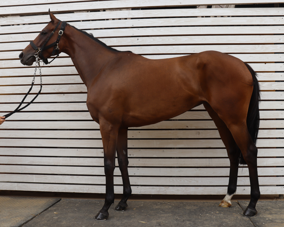 マニス　　牝４歳　　※中央競馬　登録抹消_main1