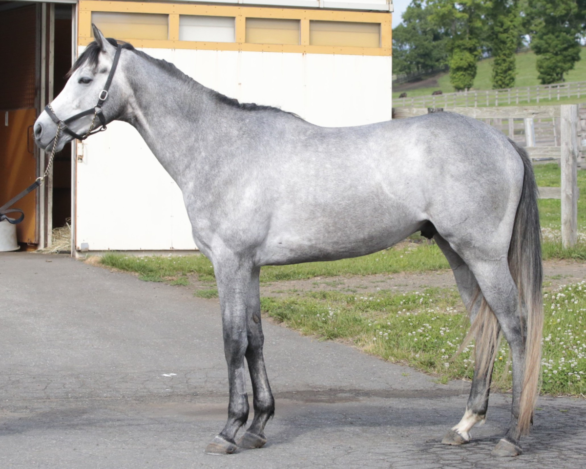 ウインスティーガ　　牡４歳　　※中央競馬　登録抹消_main1