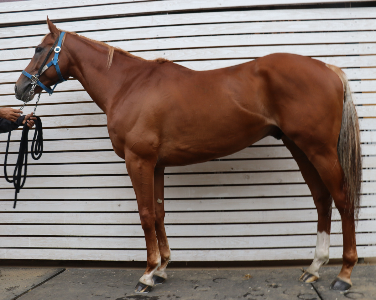 グランジョルノ　　牡４歳　　※中央競馬　登録抹消_main1