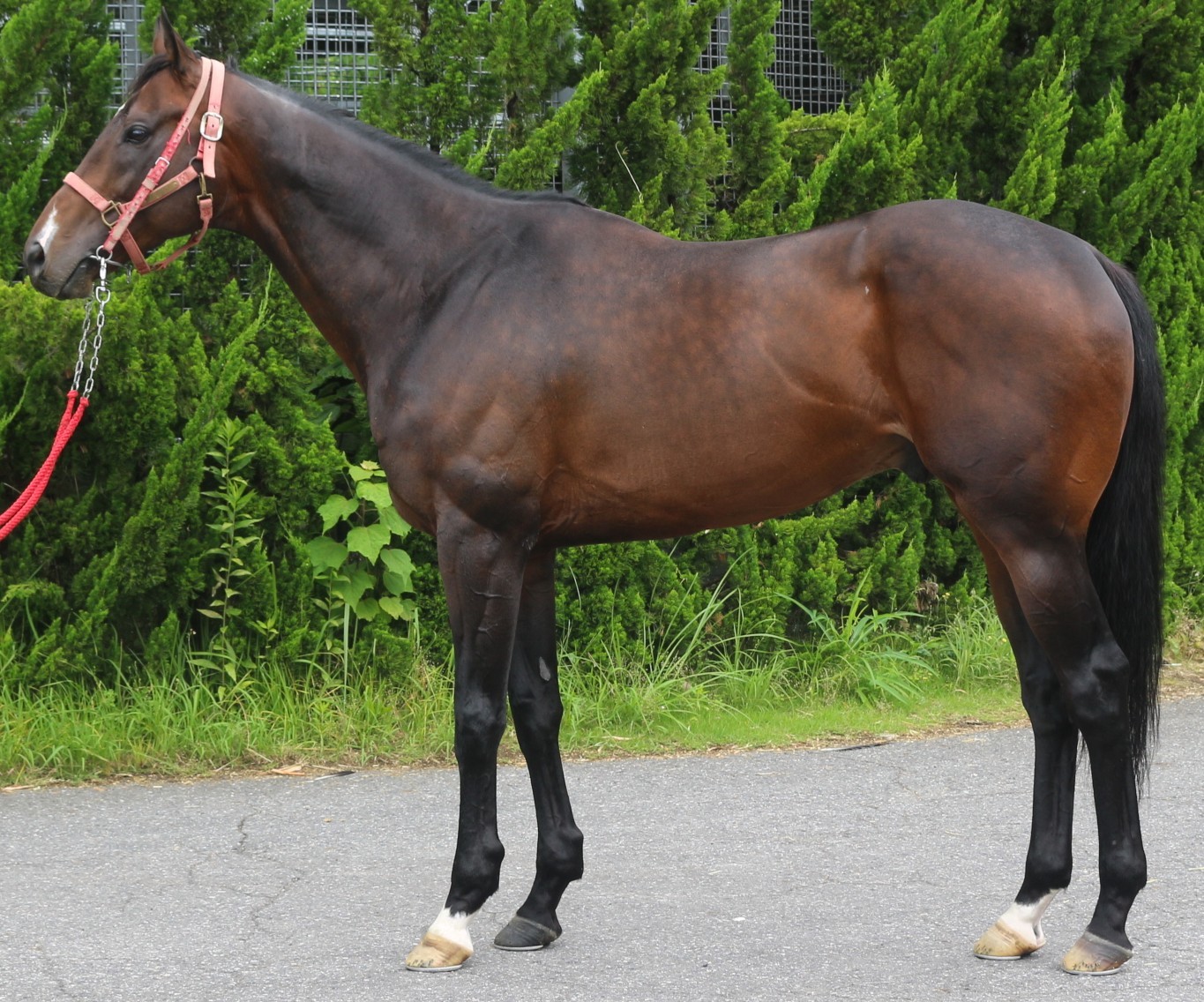 タッチャブル　　牡６歳　　※中央競馬　登録抹消_main1