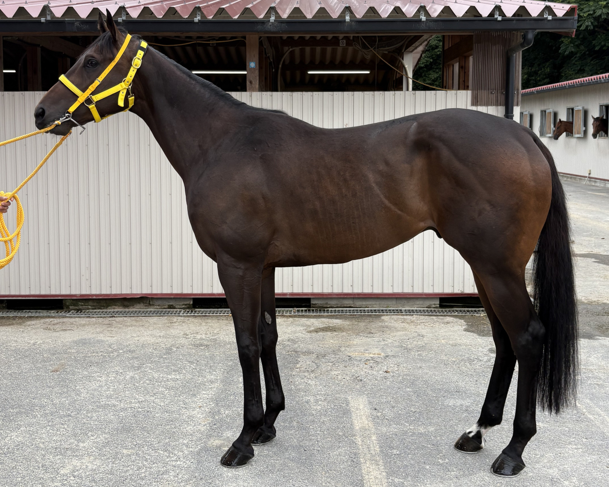 コパノカーター　　牡３歳　　※地方競馬　在籍_main1