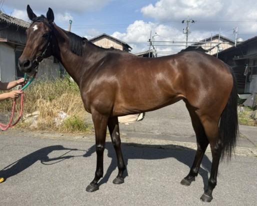 ポートタウランガ　　牝４歳　　※地方競馬　在籍_main1