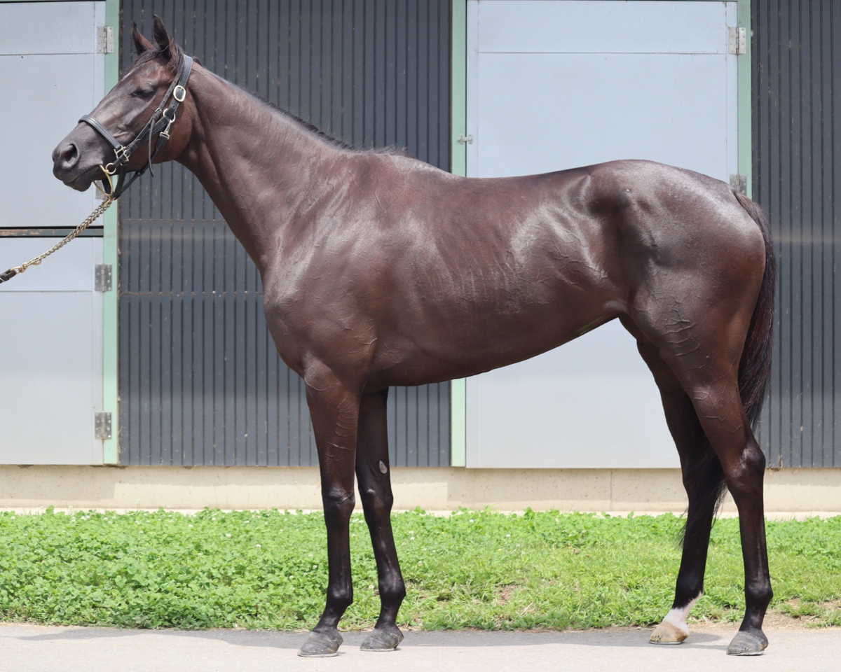 ランニングホット　　牝４歳　　※地方競馬　在籍_main1